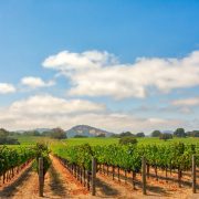 Beautiful Coastline And Renowned Vineyards! This U.S. Destination Named One Of The Best For 2025 Travel 