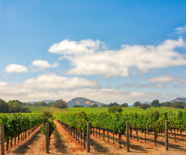 Beautiful Coastline And Renowned Vineyards! This U.S. Destination Named One Of The Best For 2025 Travel 