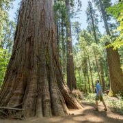 Relaxing Wineries & Staggering Sequoias: Visit California’s Most Underrated State Park This Spring